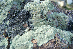 Utah lichens