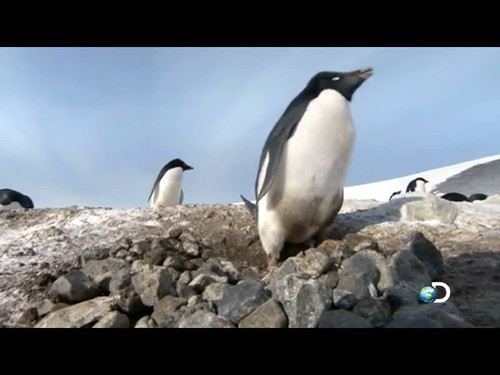 "Penguin" YouTube Screen