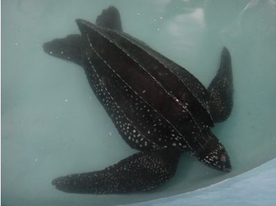 台南四草鯨豚收容站收容的革龜