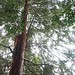 Garden Inventory: Sequoia sempervirens - 03