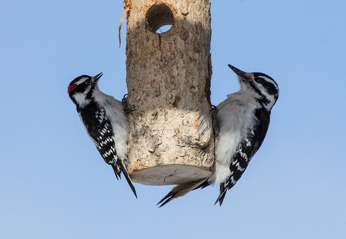 Downy and Hairy Woodpecker