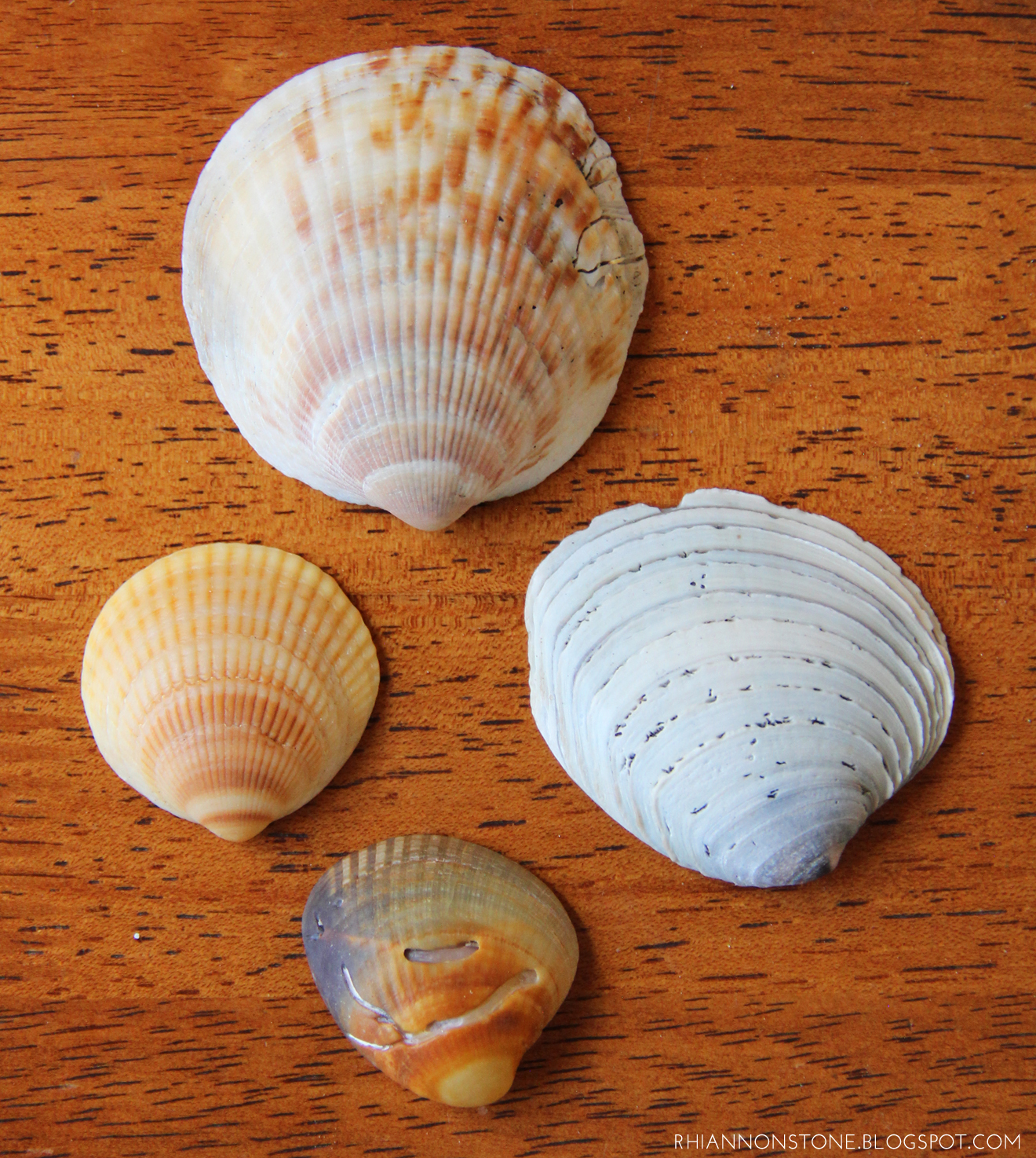 Shells from Takapuna Beach, Auckland