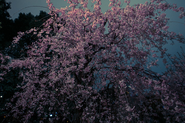 宵桜・庭 (YOIZAKURA, Garden)