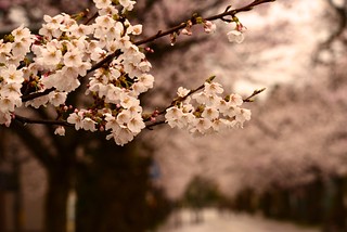 神明通りの桜並木＠城端。