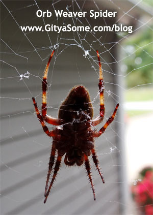 Orb Weaver Spider with striped legs