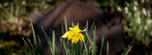 Daffodil In The Graveyard (25x9 version)