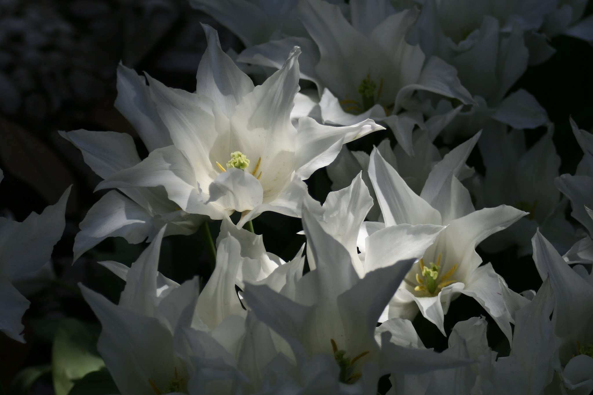 White flowers, Ihlamur Kasrı.
