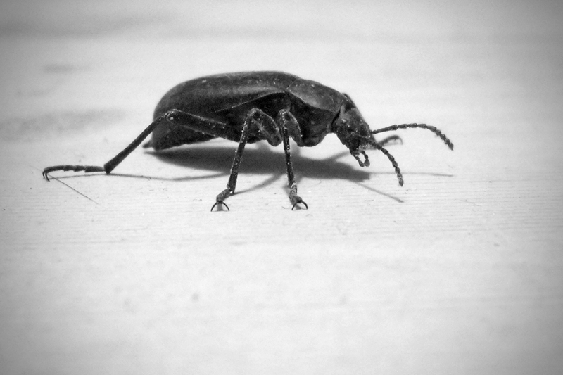 Dusty Beetle
