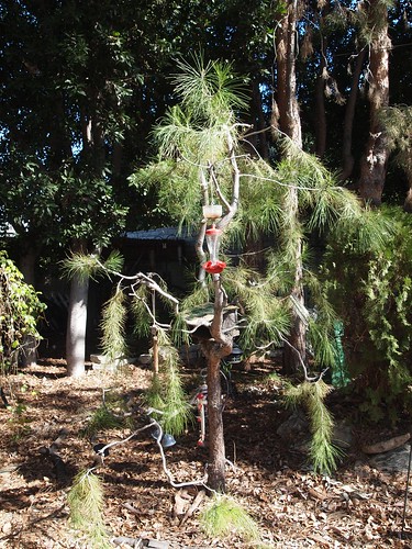 Garden Inventory: Black Pine (Pinus nigra) - 3