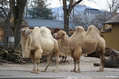 Kamele in Heidelberg