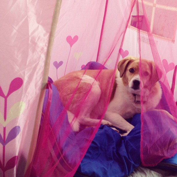 Whenever Eva is napping- she sneaks into the princess tent