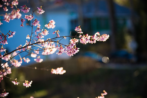 An Early Touch of Spring in Atlanta by bump