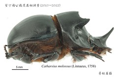 莫洛弭溷蜣（Catharsius molossus）是台灣最大型的糞金龜。（圖片來源：墾丁國家公園管理處）