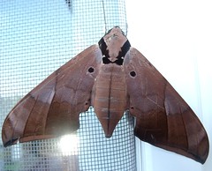 Sphinx or Hawk moth (Ambulyx sp.)