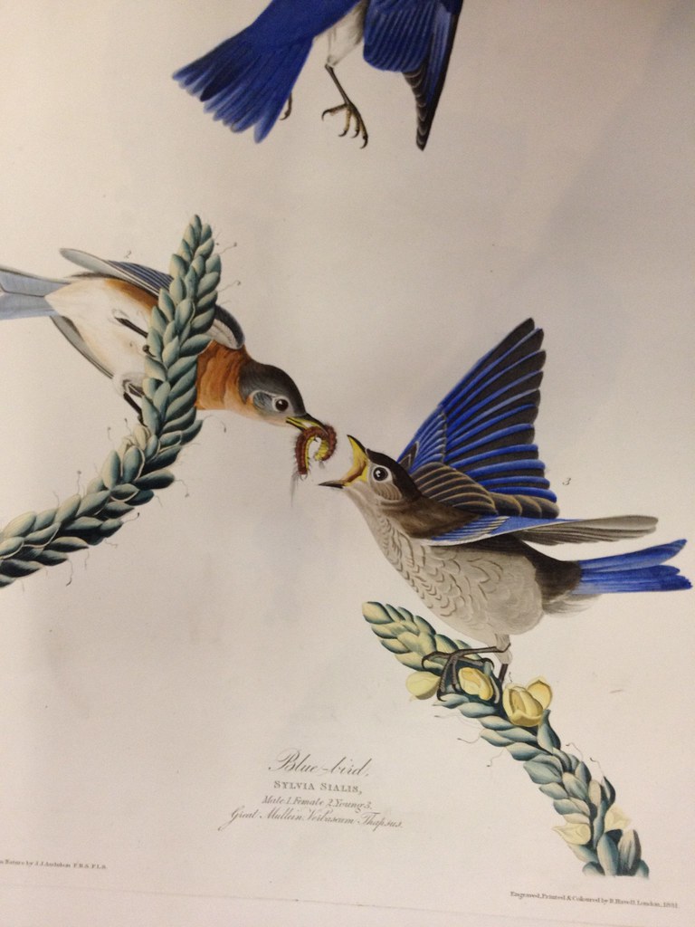 audubon blue birds with grub
