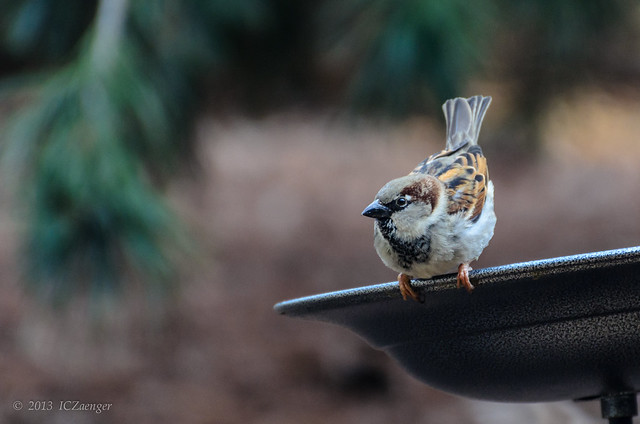 Late Winter Sparrow 4
