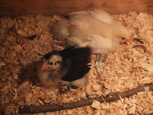 chicks at 3 weeks