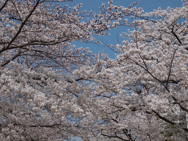 Sakura in Kobe