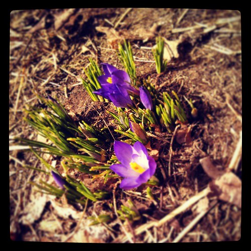 Spring has sprung! #spring #flowers #newhampshire