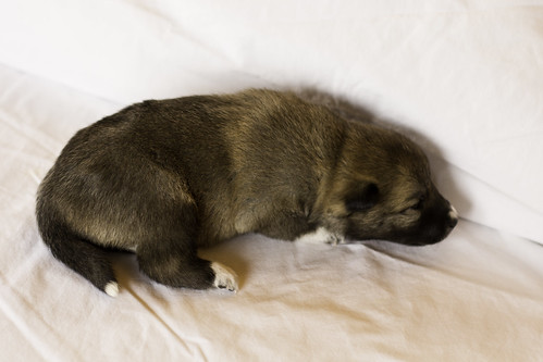 Ike-Kilbe-Pup5-Female(Day 13)-28