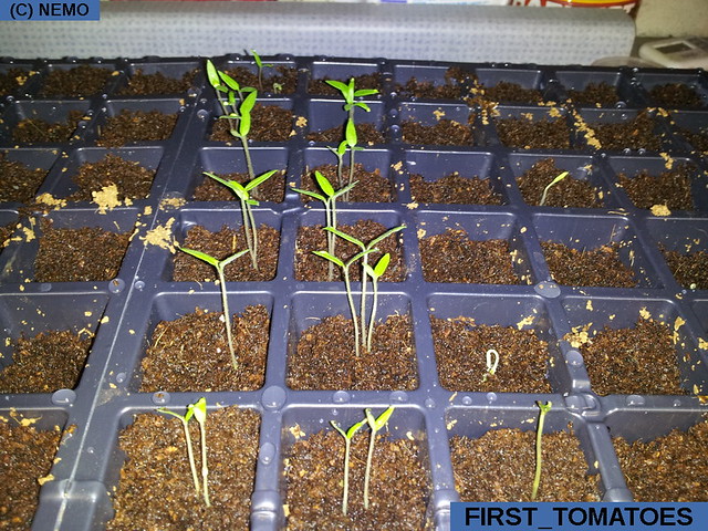 first_tomatoes