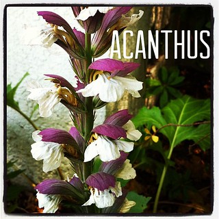 Garden Alphabet: Acanthus