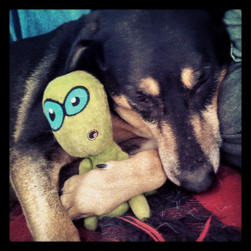 Saturday morning snuggles! #dogstagram #coonhoundmix #love #alien #dogtoys #happydog