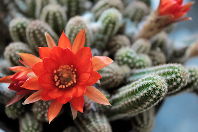 Peanut cactus flower