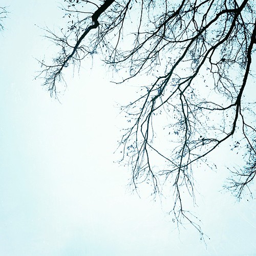 #nature #winter #trees #igers #instagramhtx all edited on #iphone5