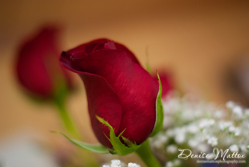 096: Valentine's Roses