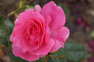 Rosa "Romance"