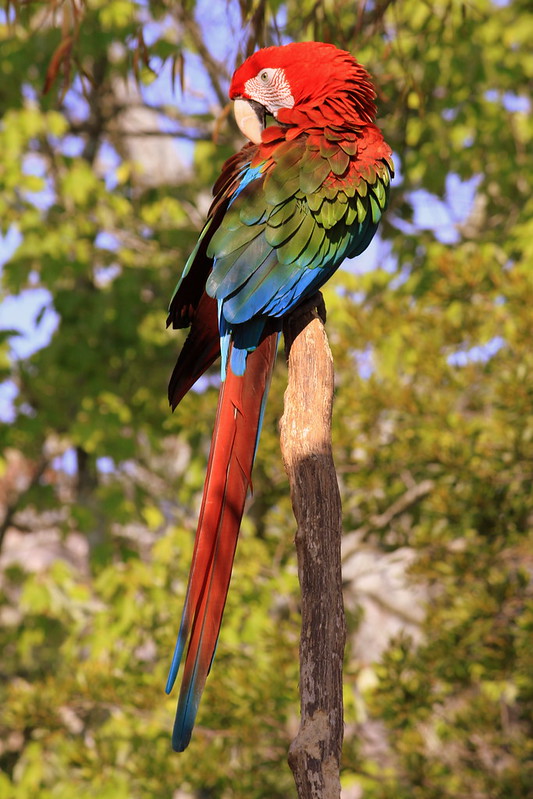 Green-Winged Macaw - Birmingham Zoo