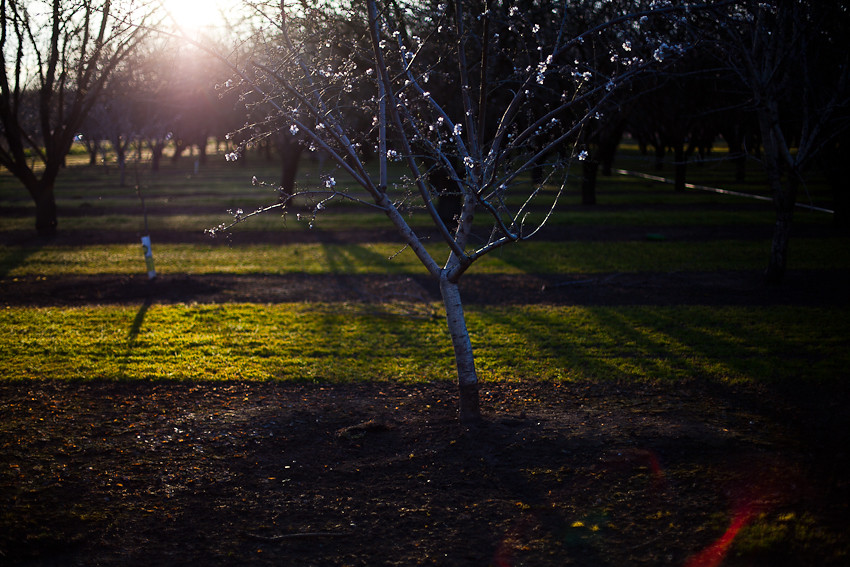 Orchard at dusk