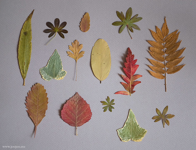 Pressed leaves collection