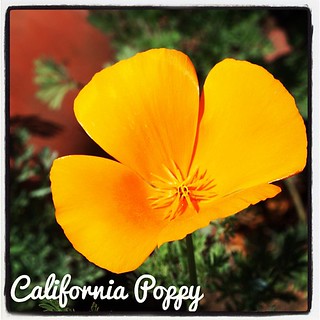 Garden Alphabet: California Poppy | A Gardener's Notebook with Douglas E. Welch