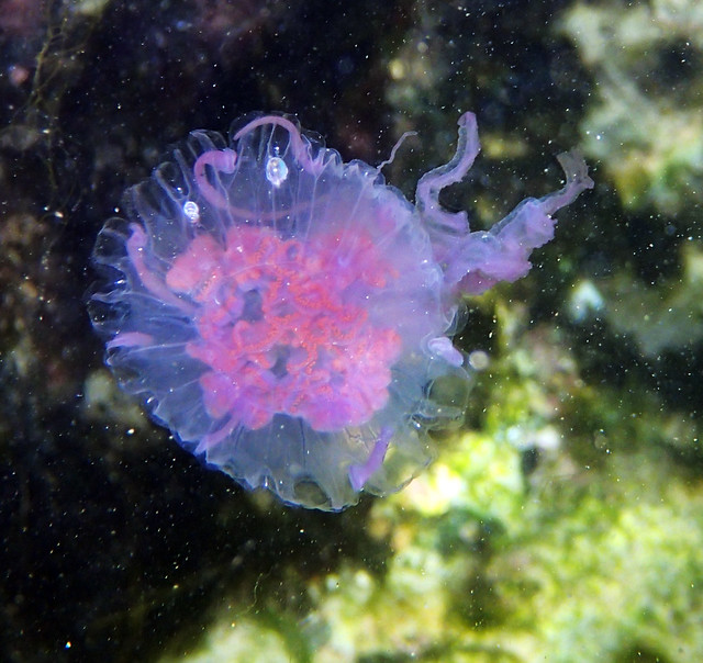 Pink Lion's Mane / Snotty Jellyfish Cyanea - Clovelly snorkelling