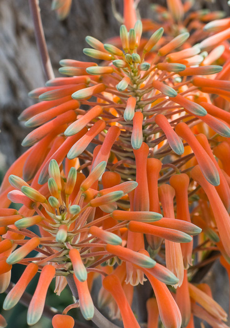 Aloe in Bloom