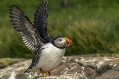 A day on the Farnes