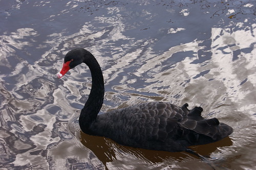 Black Swan by john47kent