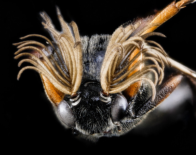 Ripiphorus species, U, face, Tennessee, Blount County_2013-02-07-14.43.31 ZS PMax
