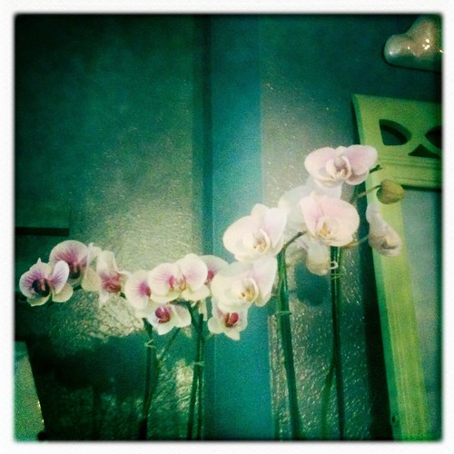Orchids on the mantle