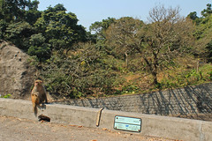 Kam Shan (Monkey Hill)