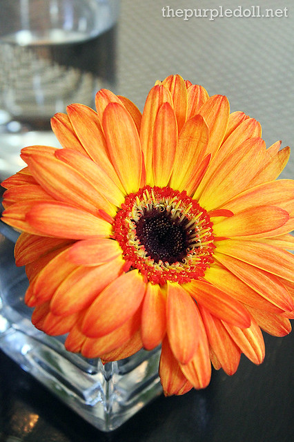 Sun Flower at Corner Tree Cafe