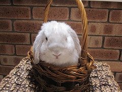 George in a Basket 1