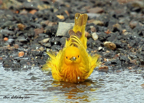 Yellow Warbler Bathing... Birdspotter Contest 2nd place.