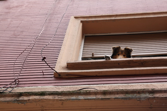 Perrito asomado a ventana