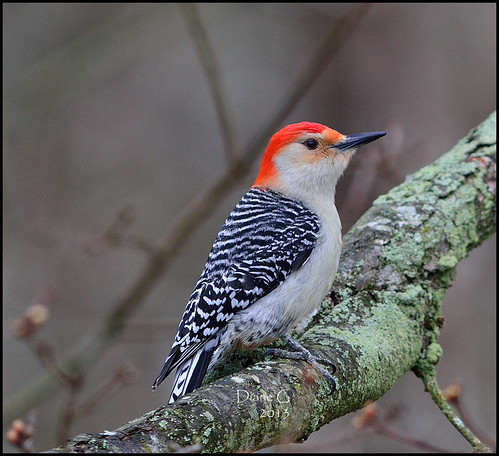 Red-bellied Woodpecker  17
