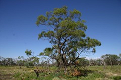 Green box, Chowilla floodplain, South Australia