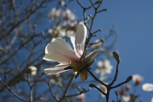 41.365 {Japanese Magnolia}