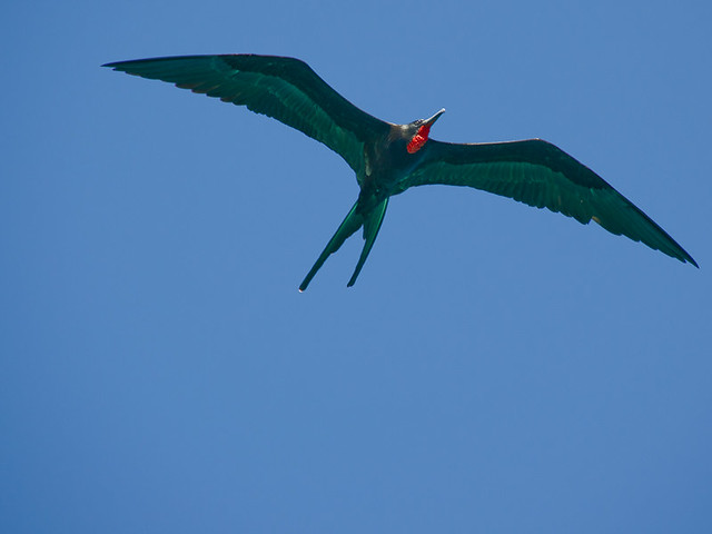Galapagos Birds: Magnificent Frigatebird